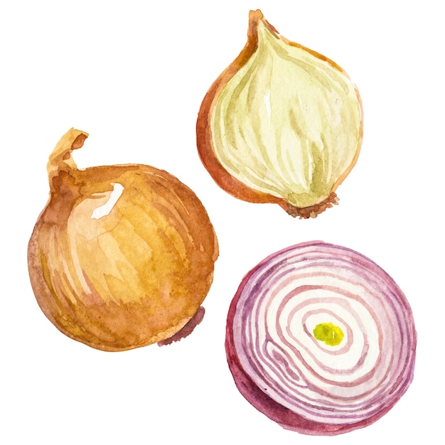 PSD watercolor painted onion hand drawn fresh food design element isolated on transparent background