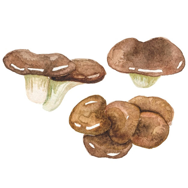 PSD watercolor painted oyster mushroom hand drawn fresh food design element isolated on transparent background