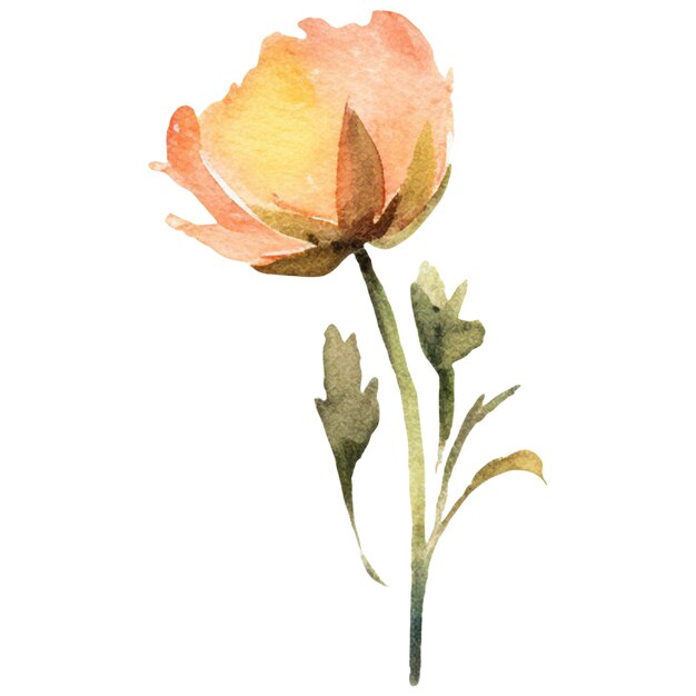 Watercolor painted peony flower Hand drawn design element isolated on transparent background