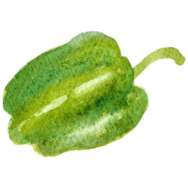 Watercolor painted pepper Hand drawn fresh food design element isolated on transparent background