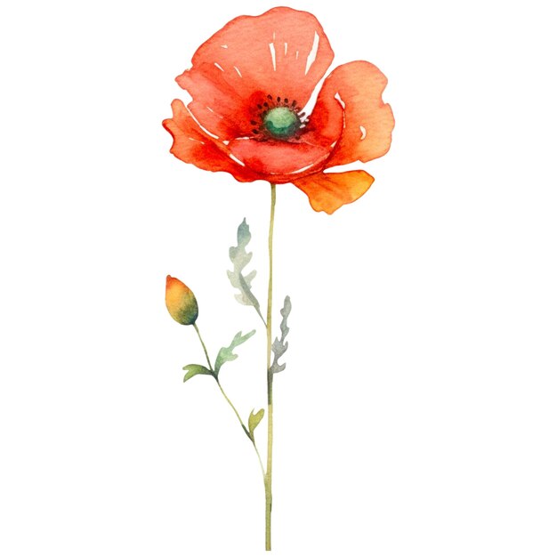 Watercolor painted poppy flower Hand drawn design element isolated on transparent background