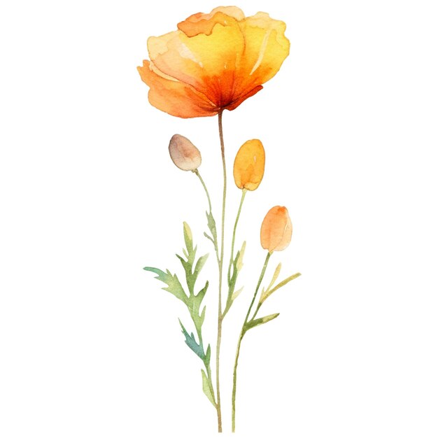 PSD watercolor painted poppy flower hand drawn design element isolated on transparent background