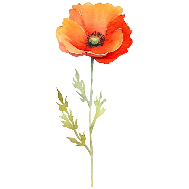 Watercolor painted poppy flower Hand drawn design element isolated on transparent background