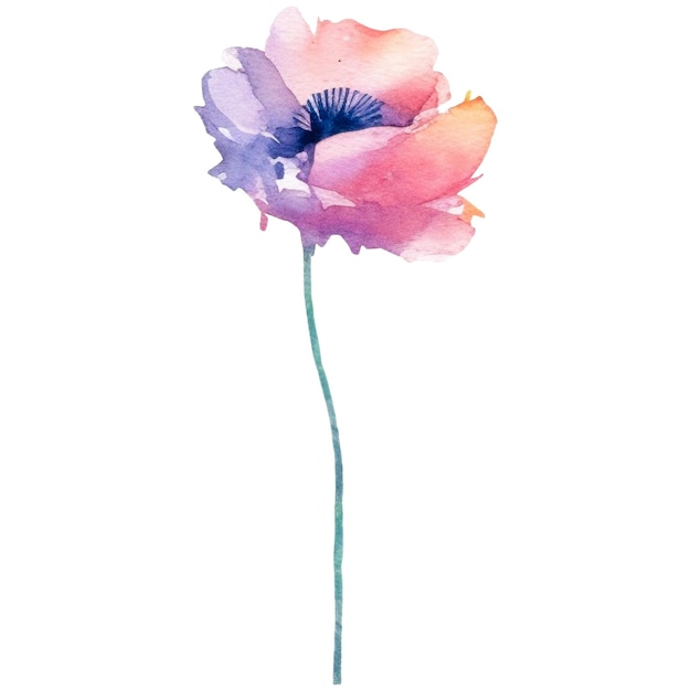 Watercolor painted poppy flower Hand drawn design element isolated on transparent background