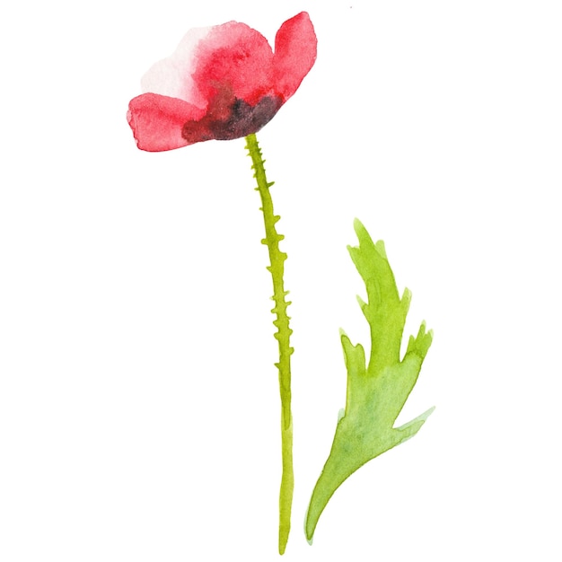 PSD watercolor painted poppy flower hand drawn design element isolated on transparent background