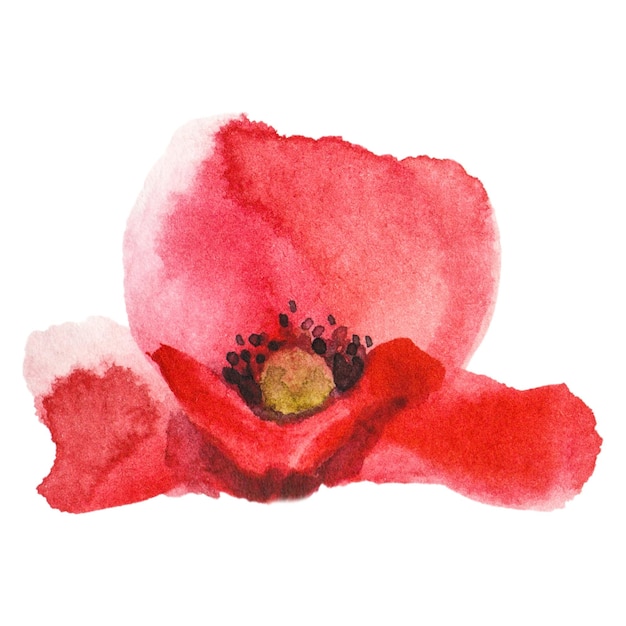 PSD watercolor painted poppy flower hand drawn design element isolated on transparent background