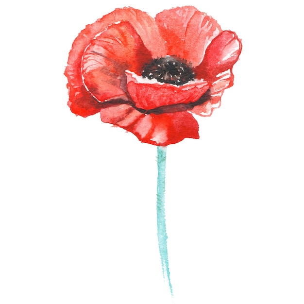 Watercolor painted poppy flower Hand drawn flower design elements isolated on white background