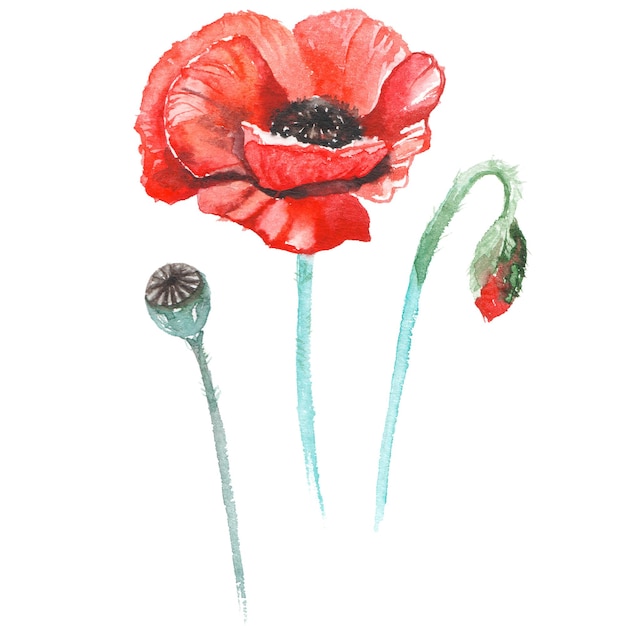 PSD watercolor painted poppy flower hand drawn flower design elements isolated on white background