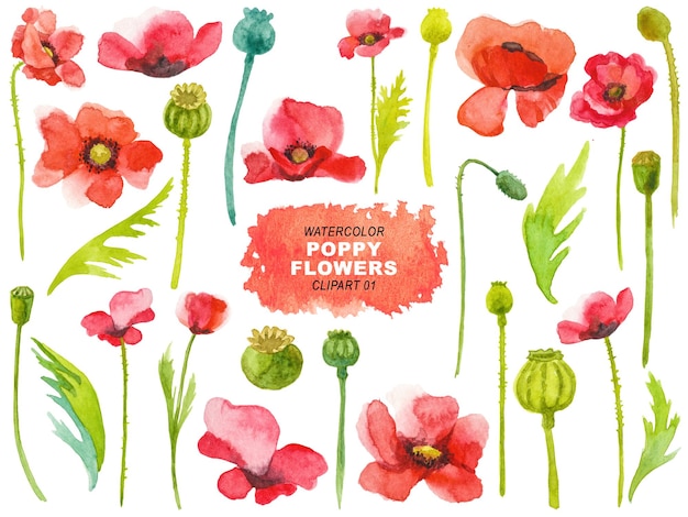 PSD watercolor painted poppy flowers clipart hand drawn elements isolated on transparent background