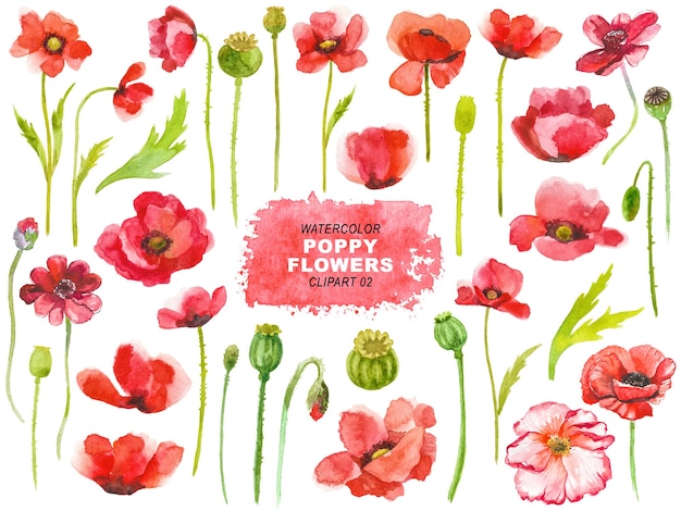 PSD watercolor painted poppy flowers clipart hand drawn elements isolated on transparent background