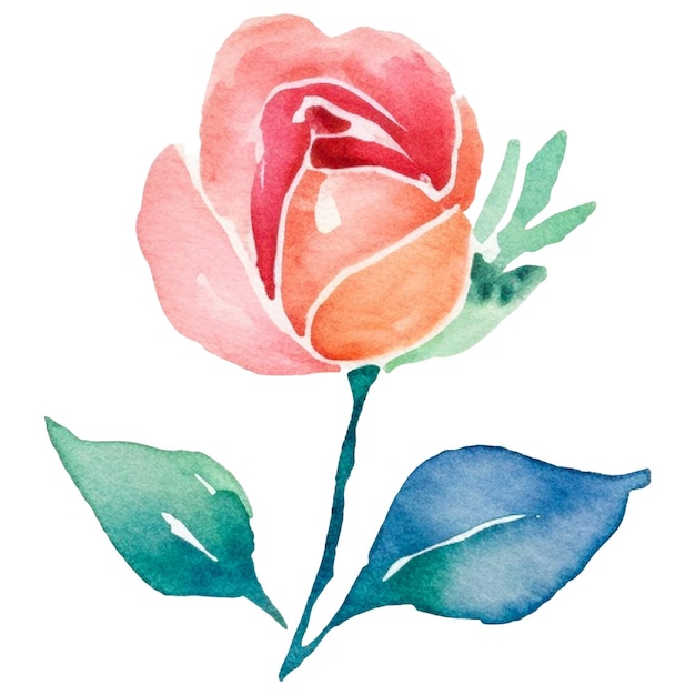 Watercolor painted rose flower Hand drawn design element isolated on transparent background