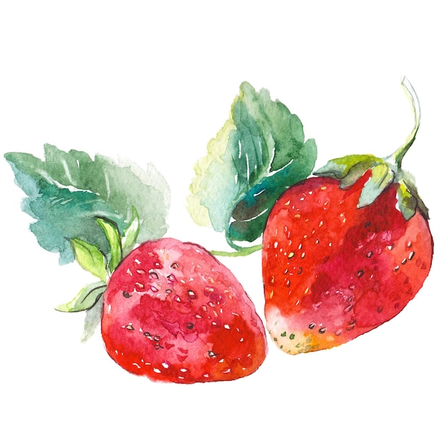 Watercolor painted strawberry Hand drawn fresh food design elements isolated on white background