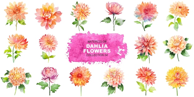 PSD watercolor painted style dahlia flowers clipart isolated on transparent background