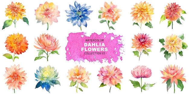 PSD watercolor painted style dahlia flowers clipart isolated on transparent background