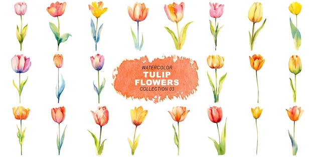 PSD watercolor painted style tulip flowers clipart isolated on transparent background