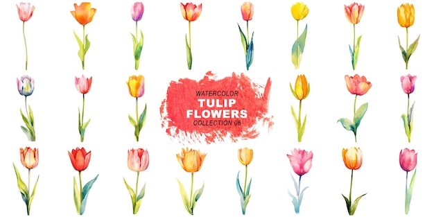 Watercolor painted style tulip flowers clipart isolated on transparent background