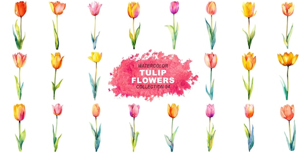 PSD watercolor painted style tulip flowers clipart isolated on transparent background