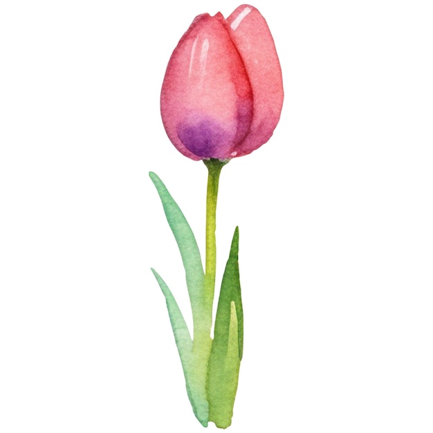 PSD watercolor painted tulip flower hand drawn design element isolated on transparent background