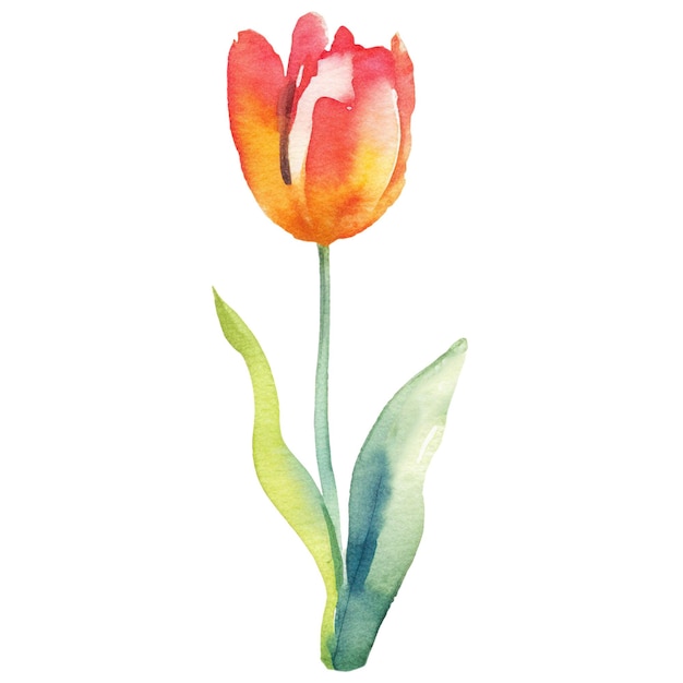 Watercolor painted tulip flower Hand drawn design element isolated on transparent background