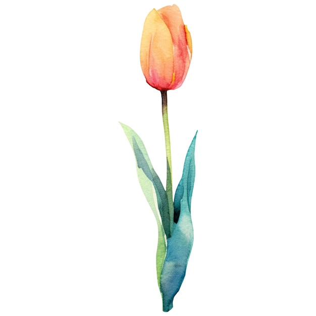 PSD watercolor painted tulip flower hand drawn design element isolated on transparent background