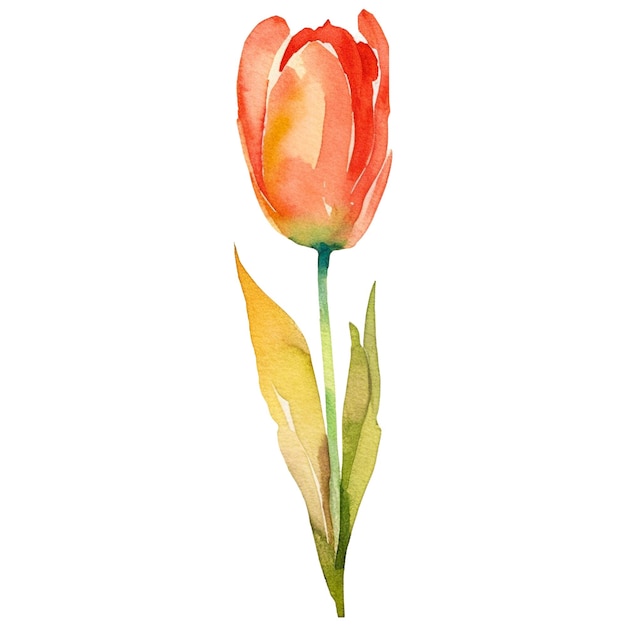 Watercolor painted tulip flower Hand drawn design element isolated on transparent background