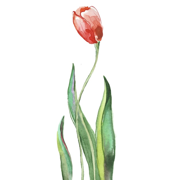 Watercolor painted tulips Hand drawn 8 March holiday design elements isolated on white background