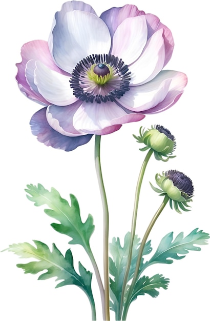 Watercolor painting of Anemone flower Illustration of flowers AIGenerated