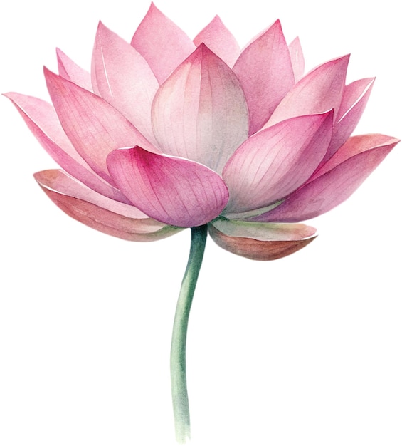 PSD a watercolor painting of a lotus flower