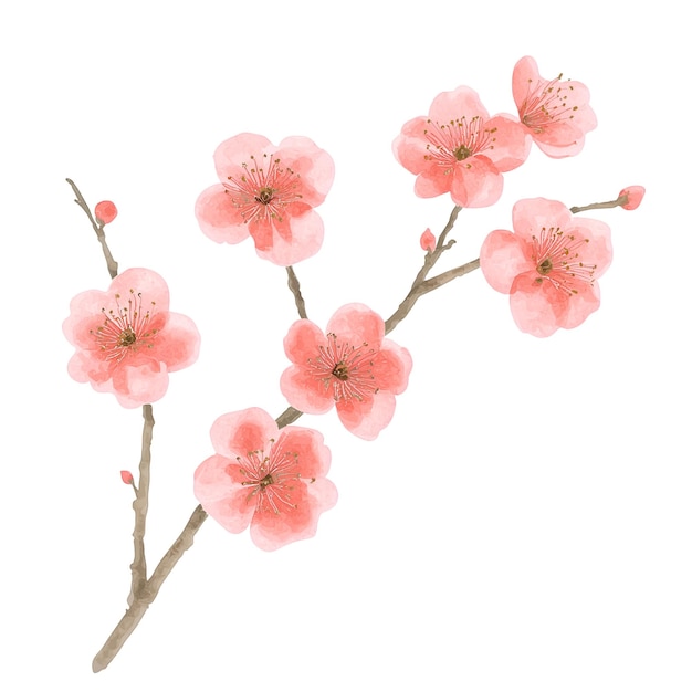 PSD watercolor painting of red cherry blossom branch with buds and flowers