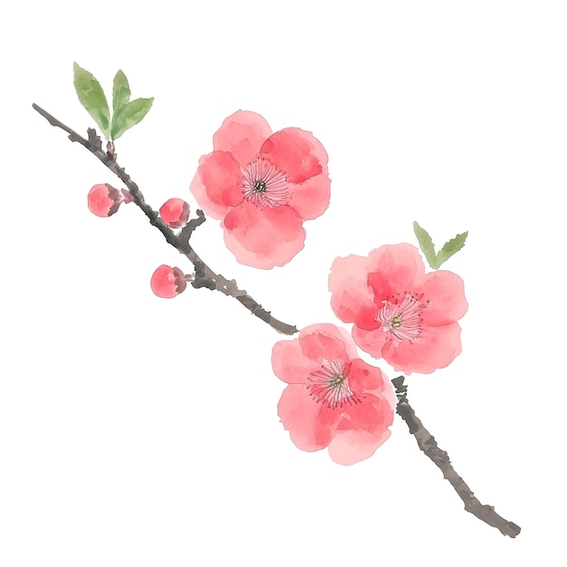 PSD watercolor painting of red cherry blossom branch with buds and flowers