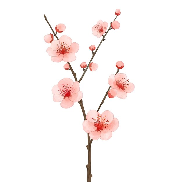 PSD watercolor painting of red cherry blossom branch with buds and flowers