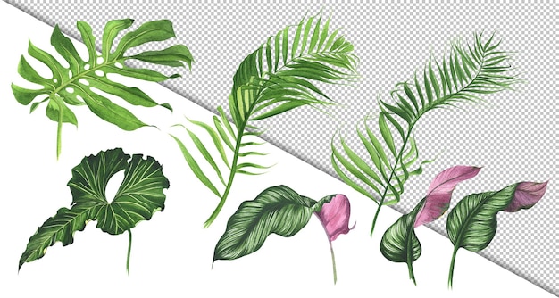 Watercolor tropic leaves and plants illustration