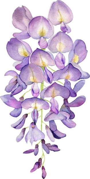 Watercolor wisteria purple flowers botanical illustration