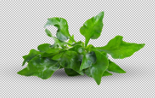 Watercress isolated on alpha layer