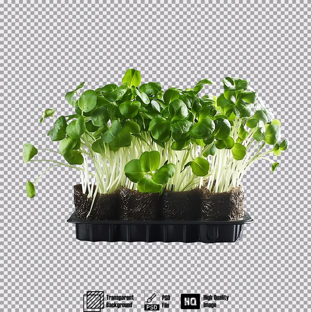 PSD watercress isolated on transparent background