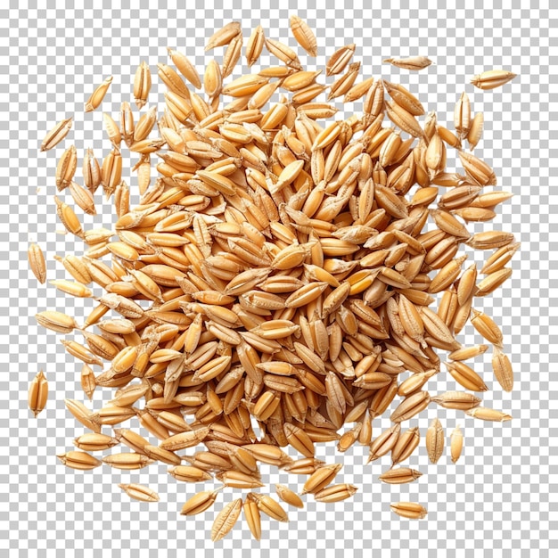 Wheat branches isolated on transparent background