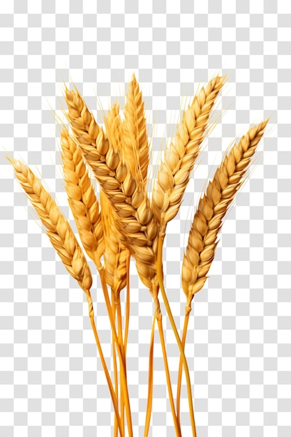 Wheat ears isolated on transparent background PNG PSD