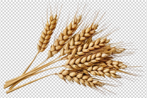 wheat ears on a transparent background