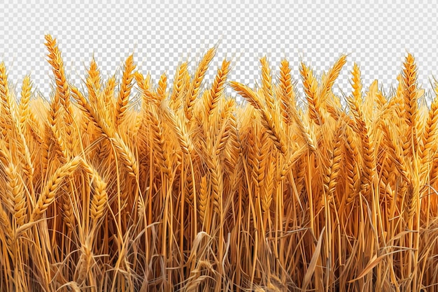 PSD wheat field isolated on transparent background wheat farm png generative ai