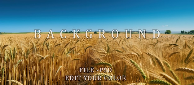 wheat field in summer with clear blue sky