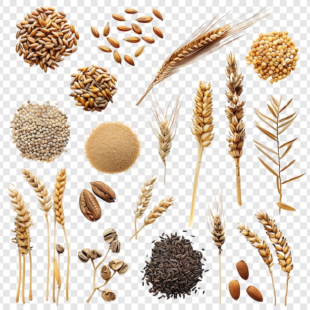 PSD wheat grains collection