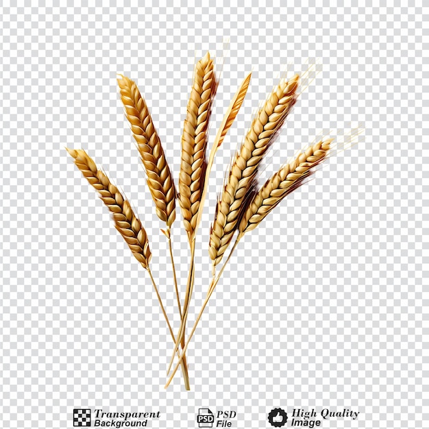 wheat grains isolated on transparent background