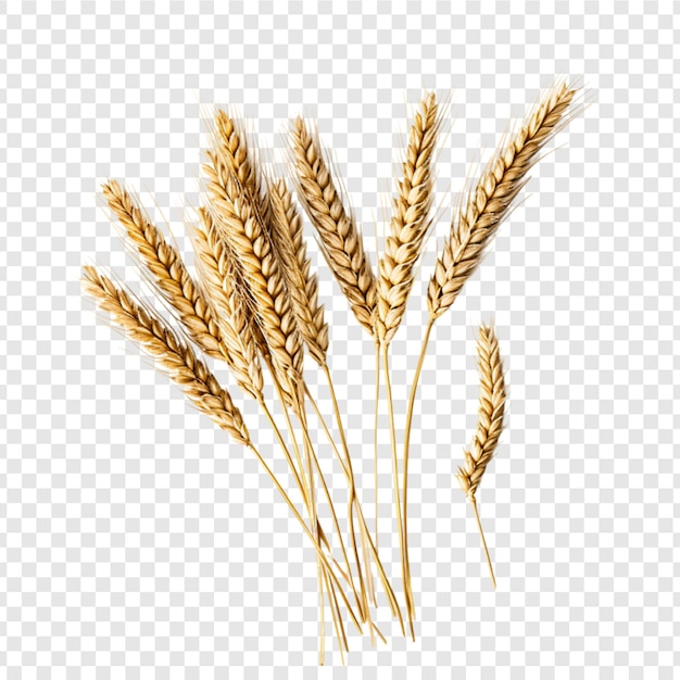 PSD wheat isolated on transparent background