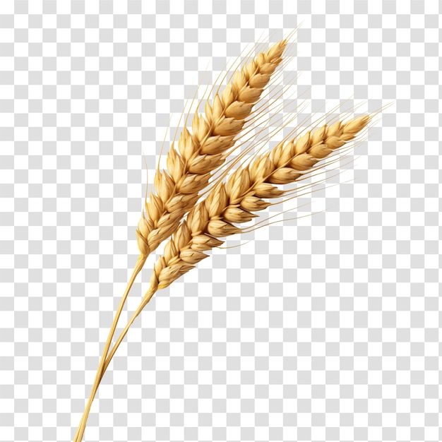 Wheat isolated on transparent background