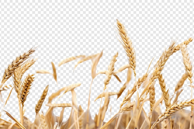 PSD wheat isolated on transparent background