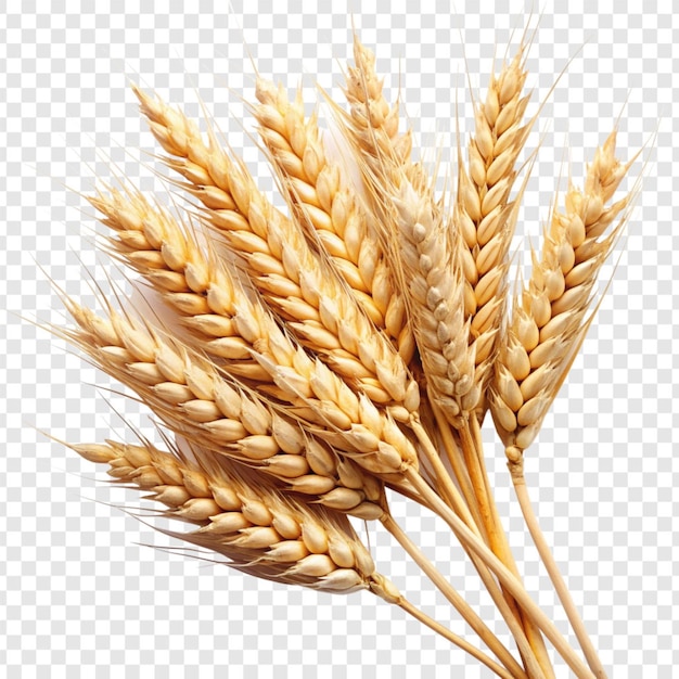 PSD wheat isolated on transparent background