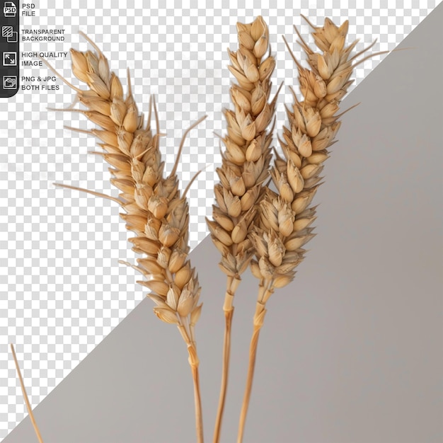 PSD wheat isolated on transparent background