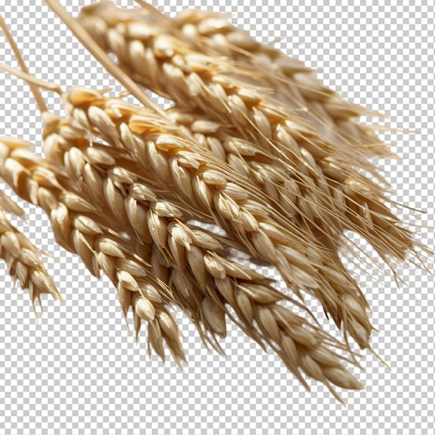 Wheat isolated on transparent background