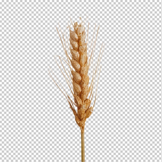 Wheat isolated on transparent background