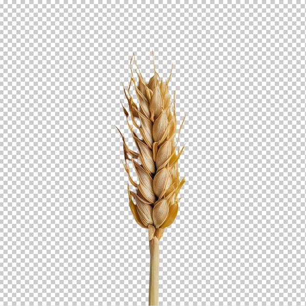 Wheat isolated on transparent background